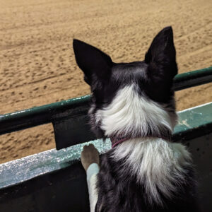 Border Collie looking at an empty arena