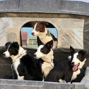 Four Border Collies in a Truck Bed