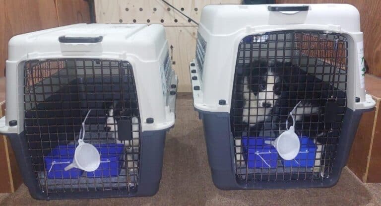 pups-in-crates-1.jpg